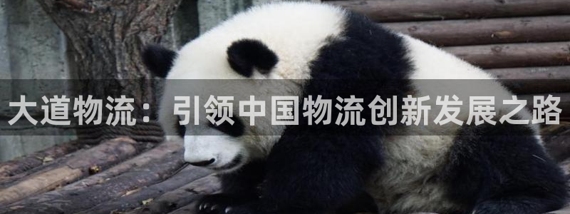 多多28玩法：大道物流：引领中国物流